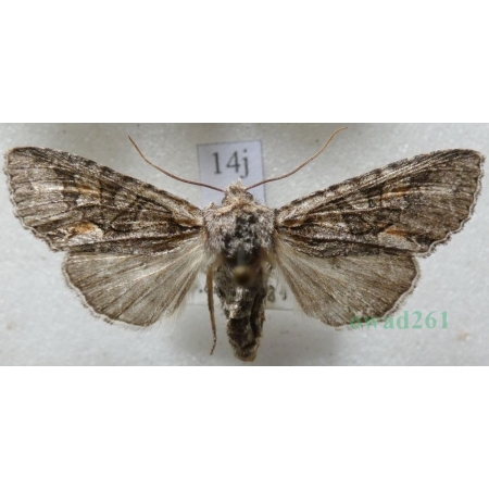 Dichonia convergens (Denis & Schiffermüller, 1775) Slovakia14j